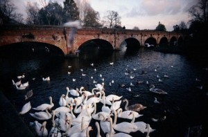Etsy: Swans in Stratford