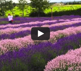 HipTravelMama Road Trip: Lavender Farm Tour