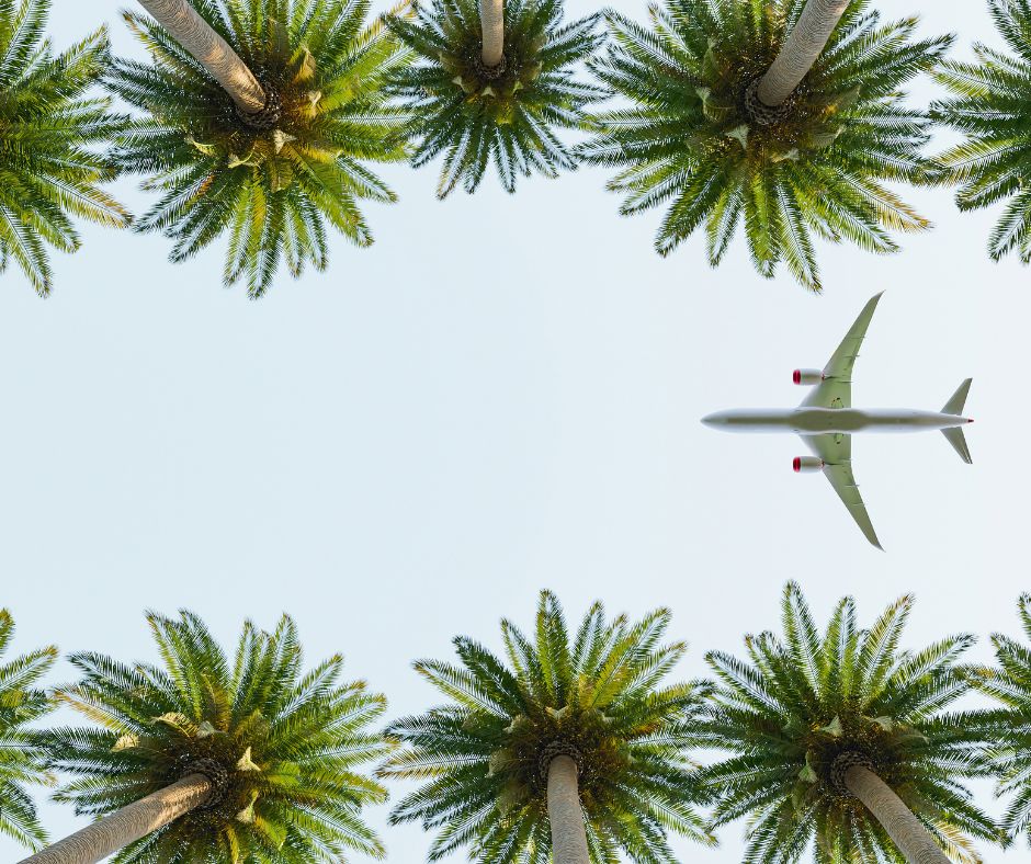 airplane flying in palm trees