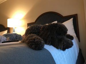 dog lounging at woodmark hotel